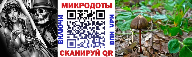 Галлюциногенные грибы Psilocybe  даркнет сайт  Нерюнгри 
